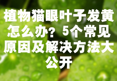 植物猫眼叶子发黄怎么办？5个常见原因及解决方法大公开