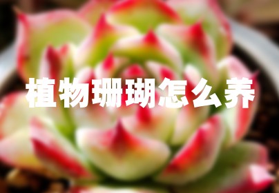 植物珊瑚怎么养