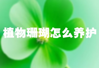 植物珊瑚怎么养护
