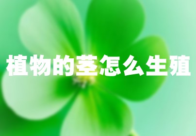 植物的茎怎么生殖