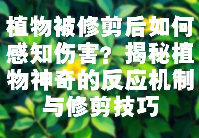 植物被修剪后如何感知伤害？揭秘植物神奇的反应机制与修剪技巧