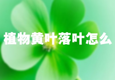 植物黄叶落叶怎么