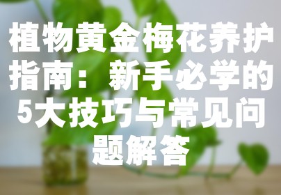 植物黄金梅花养护指南：新手必学的5大技巧与常见问题解答
