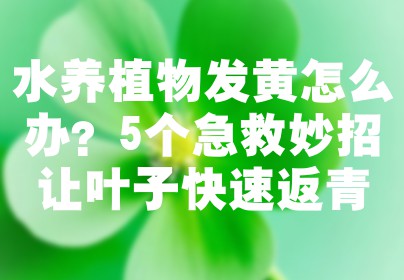 水养植物发黄怎么办？5个急救妙招让叶子快速返青