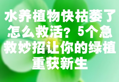 水养植物快枯萎了怎么救活？5个急救妙招让你的绿植重获新生