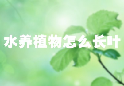 水养植物怎么长叶