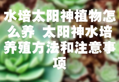 水培太阳神植物怎么养 太阳神水培养殖方法和注意事项