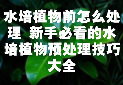 水培植物前怎么处理 新手必看的水培植物预处理技巧大全