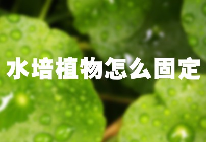 水培植物怎么固定