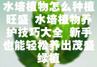 水培植物怎么种植旺盛 水培植物养护技巧大全 新手也能轻松养出茂盛绿植