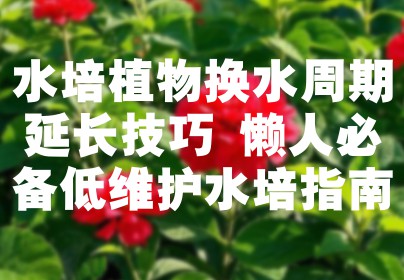 水培植物换水周期延长技巧 懒人必备低维护水培指南