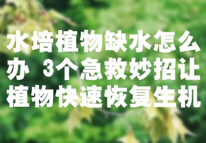 水培植物缺水怎么办 3个急救妙招让植物快速恢复生机