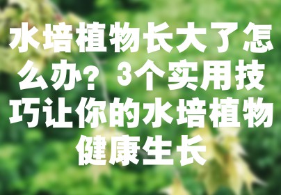 水培植物长大了怎么办？3个实用技巧让你的水培植物健康生长