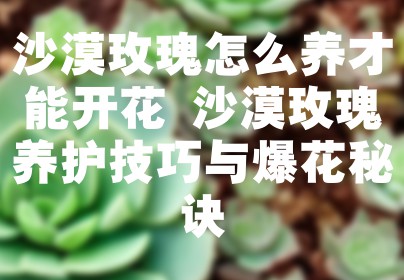 沙漠玫瑰怎么养才能开花 沙漠玫瑰养护技巧与爆花秘诀