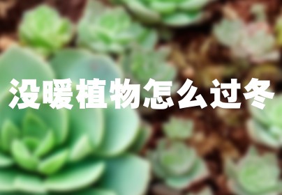 没暖植物怎么过冬