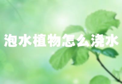 泡水植物怎么浇水