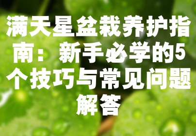 满天星盆栽养护指南：新手必学的5个技巧与常见问题解答
