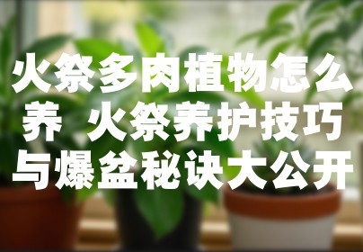 火祭多肉植物怎么养 火祭养护技巧与爆盆秘诀大公开