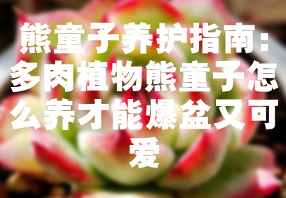 熊童子养护指南：多肉植物熊童子怎么养才能爆盆又可爱