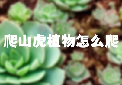 爬山虎植物怎么爬