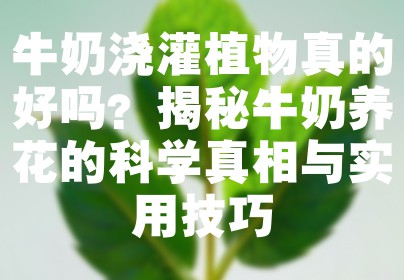 牛奶浇灌植物真的好吗？揭秘牛奶养花的科学真相与实用技巧
