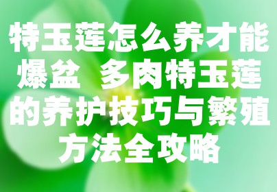 特玉莲怎么养才能爆盆 多肉特玉莲的养护技巧与繁殖方法全攻略
