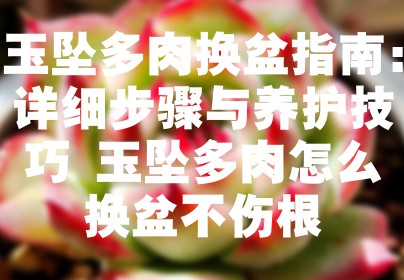 玉坠多肉换盆指南：详细步骤与养护技巧 玉坠多肉怎么换盆不伤根