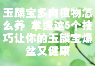 玉麟宝多肉植物怎么养 掌握这5个技巧让你的玉麟宝爆盆又健康