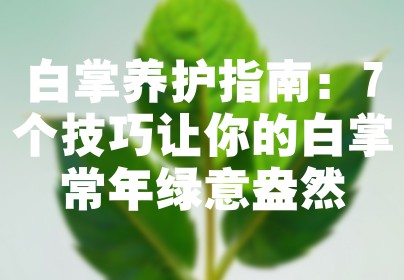 白掌养护指南：7个技巧让你的白掌常年绿意盎然