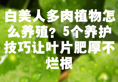 白美人多肉植物怎么养殖？5个养护技巧让叶片肥厚不烂根