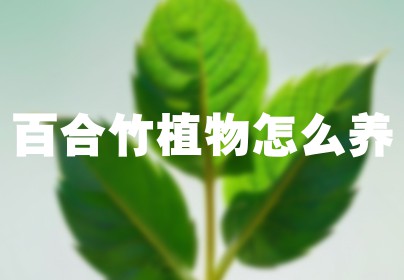 百合竹植物怎么养