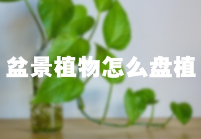 盆景植物怎么盘植