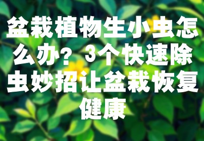 盆栽植物生小虫怎么办？3个快速除虫妙招让盆栽恢复健康