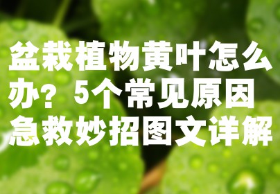 盆栽植物黄叶怎么办？5个常见原因+急救妙招图文详解