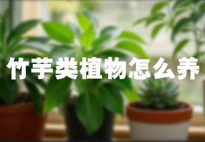 竹芋类植物怎么养