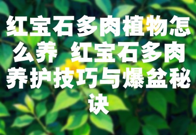 红宝石多肉植物怎么养 红宝石多肉养护技巧与爆盆秘诀