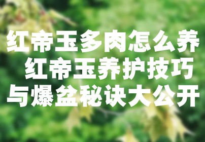 红帝玉多肉怎么养 红帝玉养护技巧与爆盆秘诀大公开