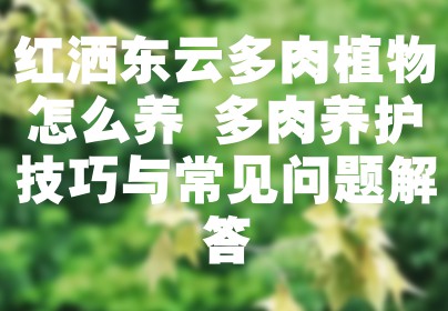 红洒东云多肉植物怎么养 多肉养护技巧与常见问题解答
