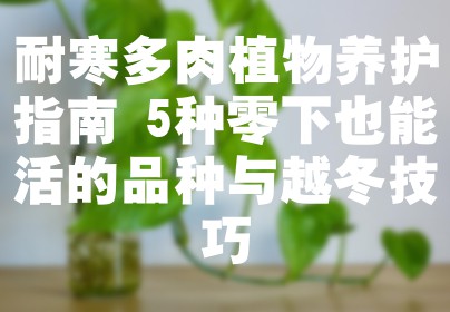 耐寒多肉植物养护指南 5种零下也能活的品种与越冬技巧