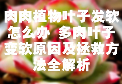 肉肉植物叶子发软怎么办 多肉叶子变软原因及拯救方法全解析