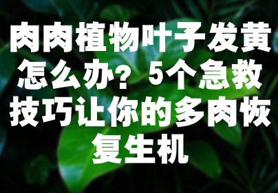 肉肉植物叶子发黄怎么办？5个急救技巧让你的多肉恢复生机