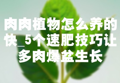 肉肉植物怎么养的快_5个速肥技巧让多肉爆盆生长