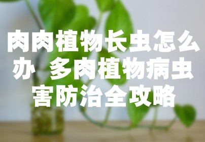 肉肉植物长虫怎么办 多肉植物病虫害防治全攻略