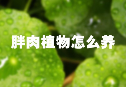 胖肉植物怎么养