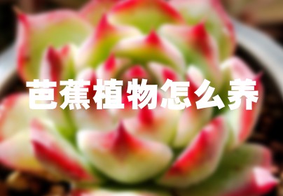 芭蕉植物怎么养