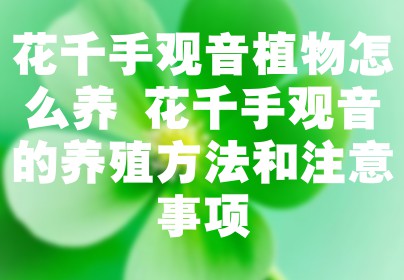 花千手观音植物怎么养 花千手观音的养殖方法和注意事项