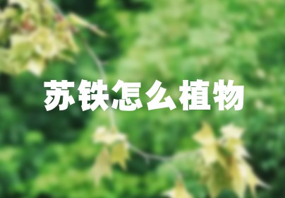 苏铁怎么植物