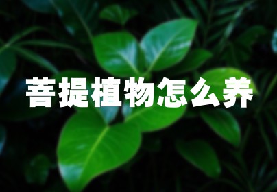 菩提植物怎么养