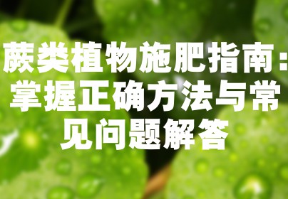 蕨类植物施肥指南：掌握正确方法与常见问题解答