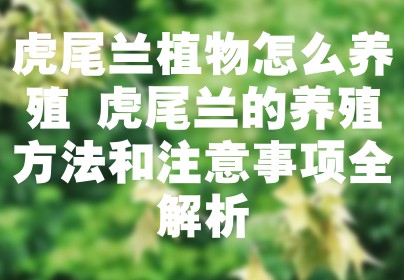 虎尾兰植物怎么养殖 虎尾兰的养殖方法和注意事项全解析